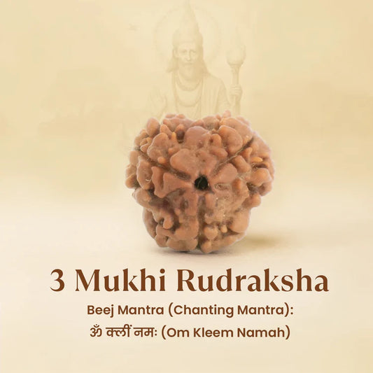 Kashi Siddh Nepal Origin 3 Mukhi Rudraksha - 17mm to 22mm