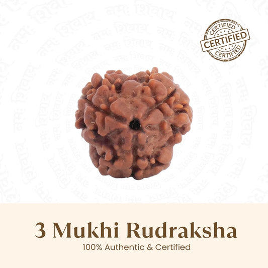 Nepal Origin 3 Mukhi Rudraksha - 17mm to 22mm