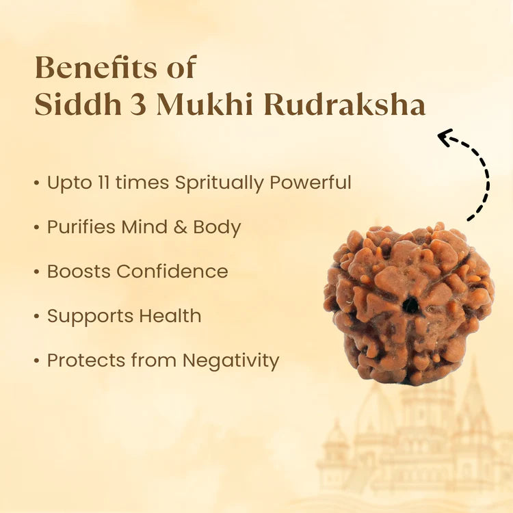 Kashi Siddh Nepal Origin 3 Mukhi Rudraksha - 17mm to 22mm