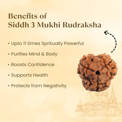 Kashi Siddh Nepal Origin 3 Mukhi Rudraksha - 17mm to 22mm