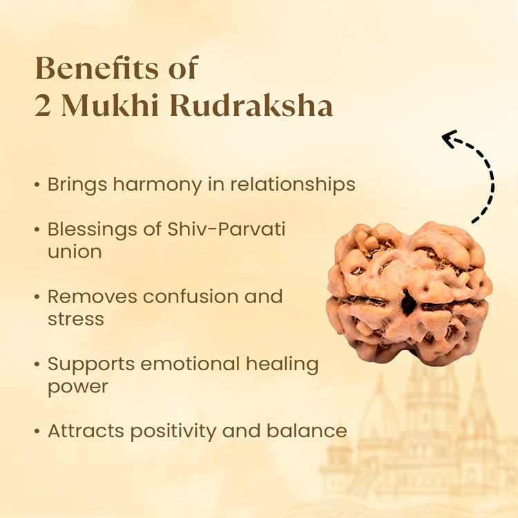 Nepal Origin 2 Mukhi Rudraksha - 17mm to 22mm