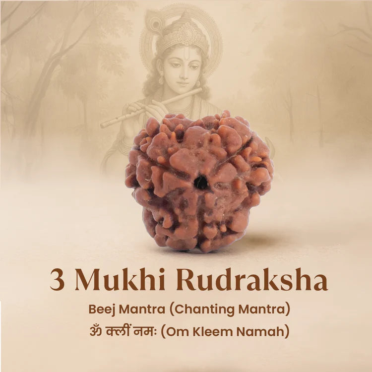 Nepal Origin 3 Mukhi Rudraksha - 17mm to 22mm