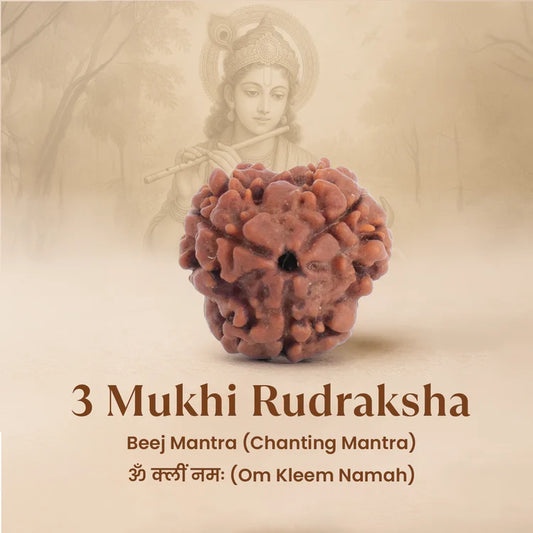 Nepal Origin 3 Mukhi Rudraksha - 17mm to 22mm
