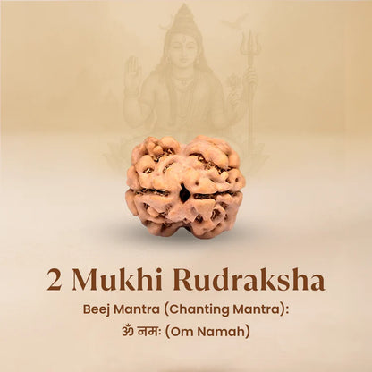 Nepal Origin 2 Mukhi Rudraksha - 17mm to 22mm