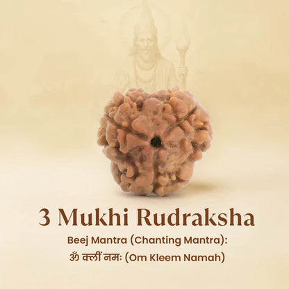 Kashi Siddh Nepal Origin 3 Mukhi Rudraksha - 17mm to 22mm